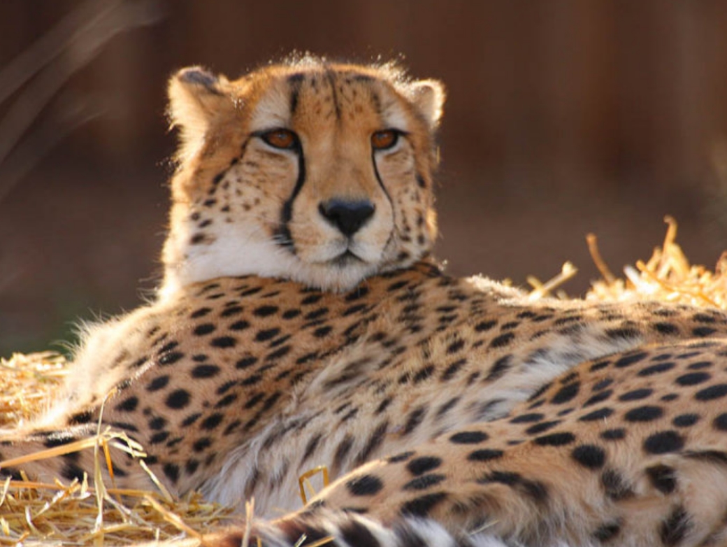  p>猎豹属(学名: i>acinonyx /i>):是哺乳纲食肉目猫科的一属,仅 a