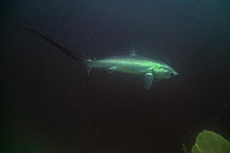  p>狐形长尾鲨(学名: i>alopias vulpinus /i>)是长尾鲨科,长尾鲨属