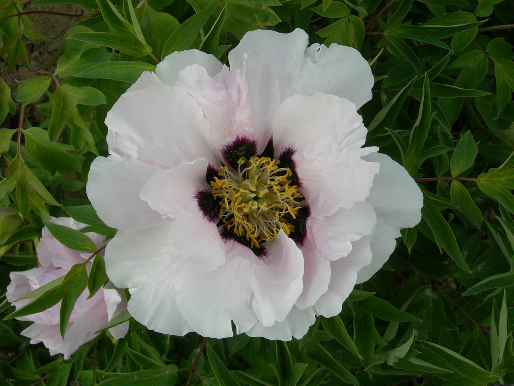 a>百花园的 a target="_blank" href="/item/芍药科">芍药科 /a>治镲