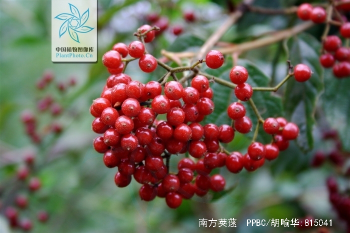 viburnum fordiae hance