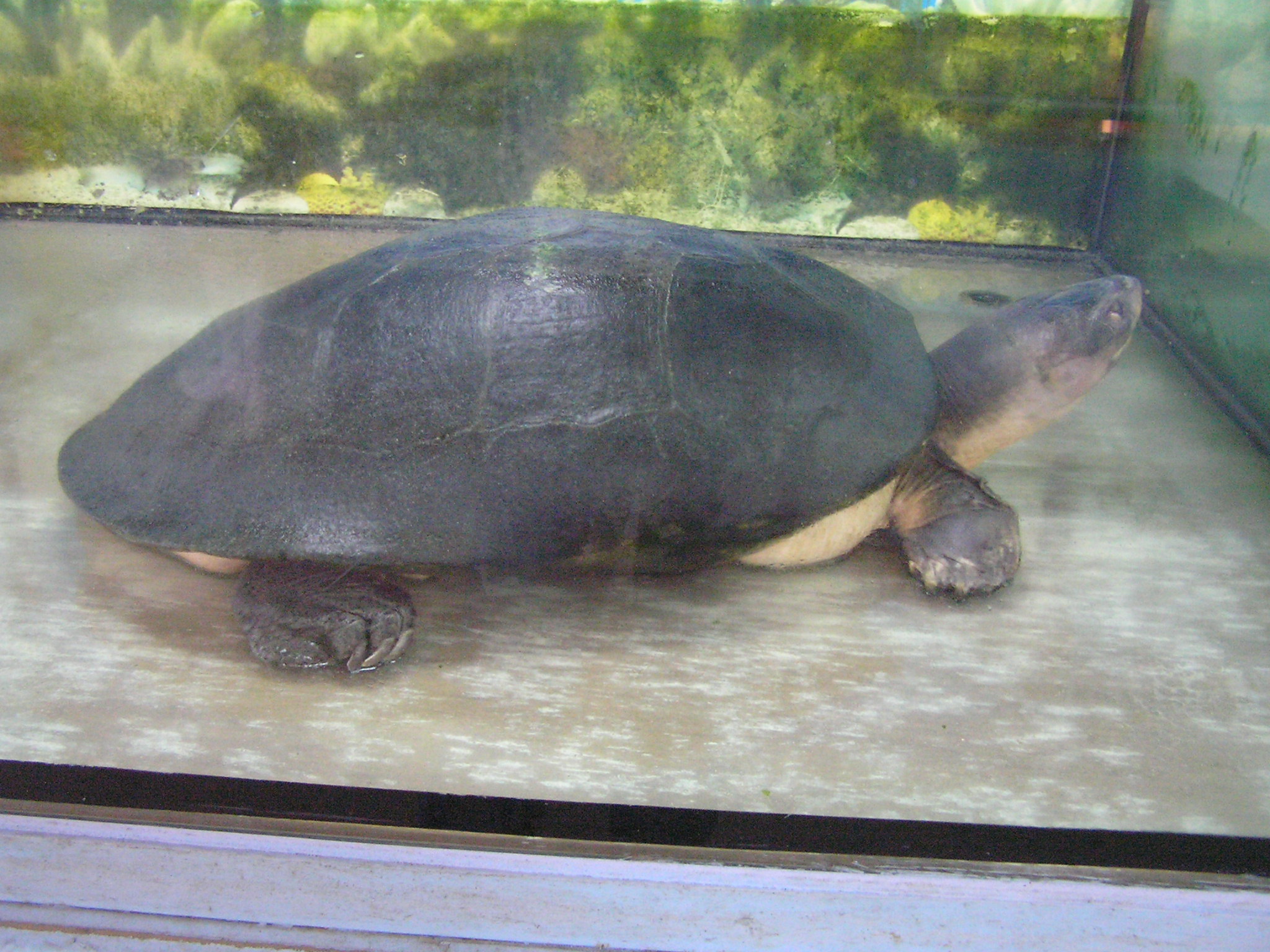 这种乌龟是可追溯到6500万年前的乌龟家庭的最后代表