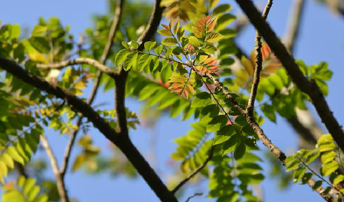  p>麻楝属( a href="#" data-lemmaid="8074290">学名 /a>: chukrasia