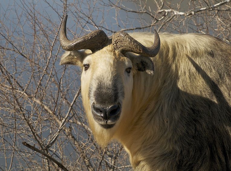  p>羚牛(学名: i>budorcas taxicolor /i>):体形粗大,肩高110-120厘米