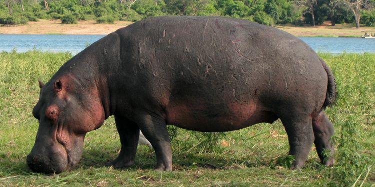  p>河马南非亚种是河马的亚种之一.体型巨大,首领级别的公河马长3.
