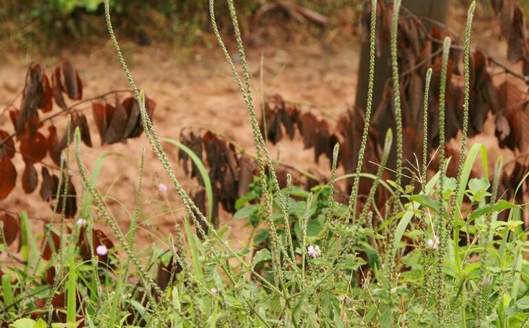  p>蛇婆子属,约50种,其中 a target="_blank" href="/item/蛇婆子