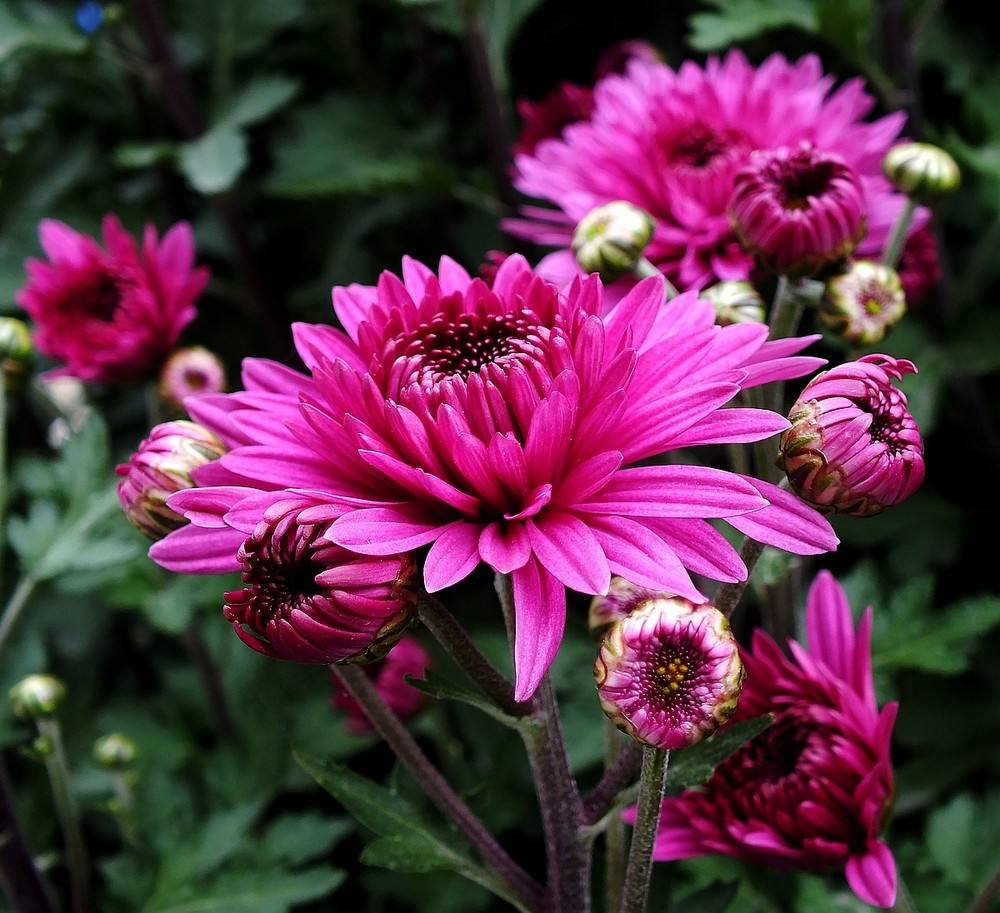  p>紫菊(学名: i>notoseris psilolepis  /i>shih)是菊科紫菊属的植物