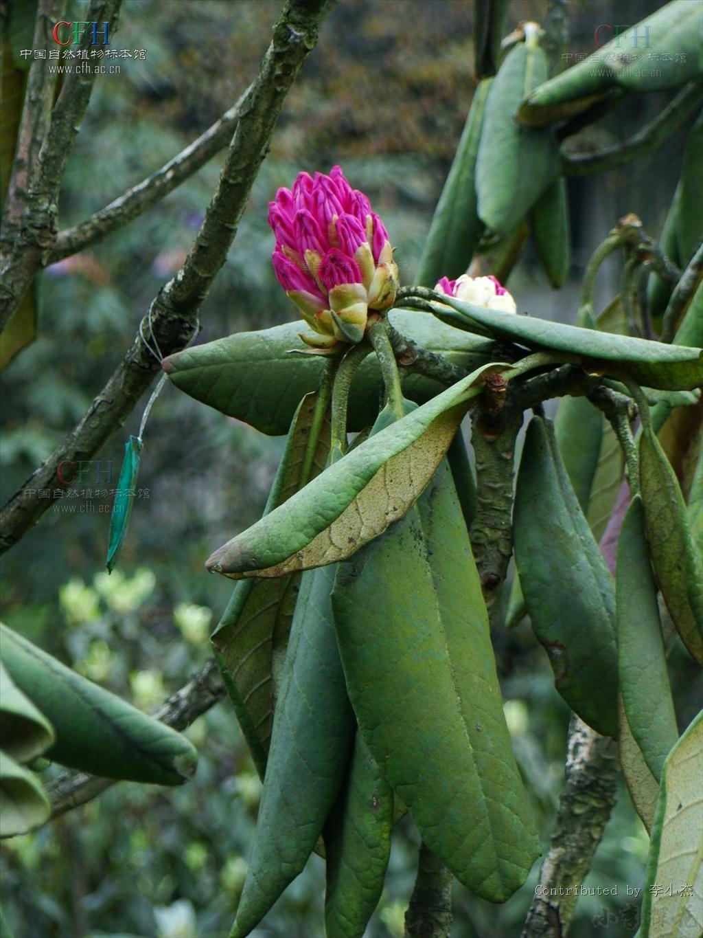  p>大王杜鹃(学名: i>rhododendron rex /i>  levl.