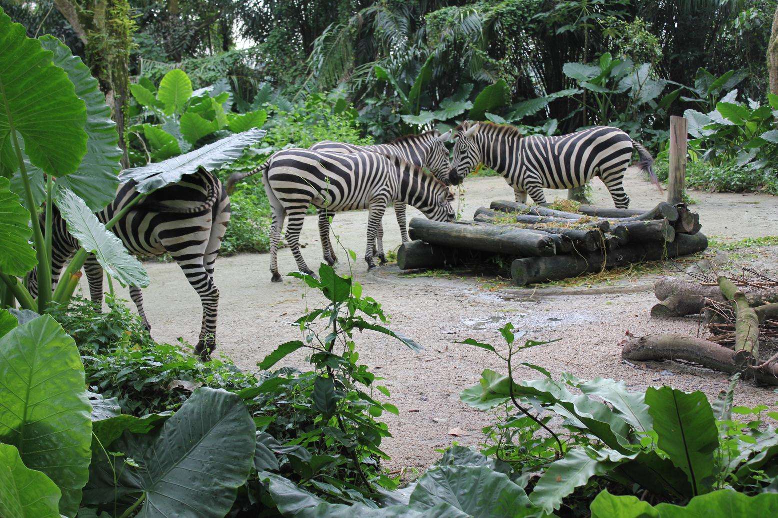 p>新加坡动物园(singapore zoo)位于 a target="_blank" href="/item