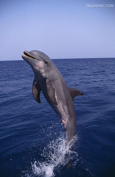  p>宽吻海豚, i>tursiops truncatus  /i>(montagu, 1821), a target=