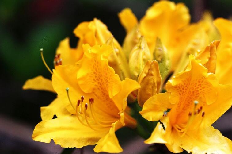  p> b>黄色着生杜鹃 /b>(学名: b> i>rhododendron kawakamii /i> /b>