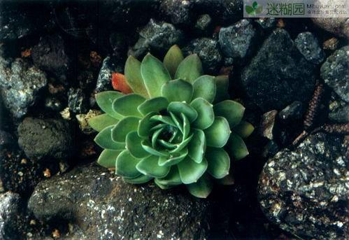  p>钝叶石莲(变种)为石莲属植物,全株无毛;叶密生,匙状长圆形,先端钝