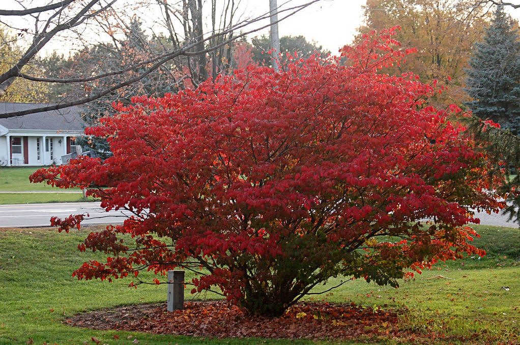  p>卫矛目(celastrales)属于 a target="_blank" href="/item/双子叶