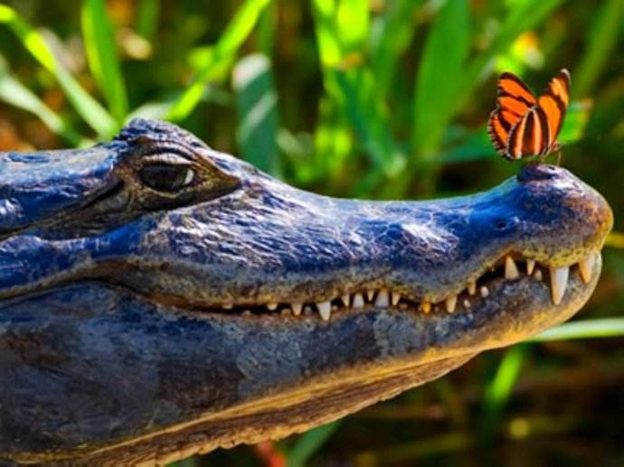 宽吻鳄