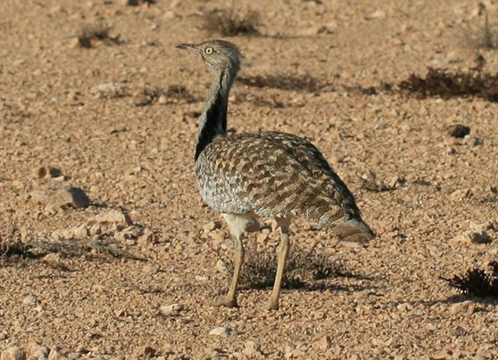  p>翎颌鸨(学名:chlamydotis undulata)体型较 a target="_blank"