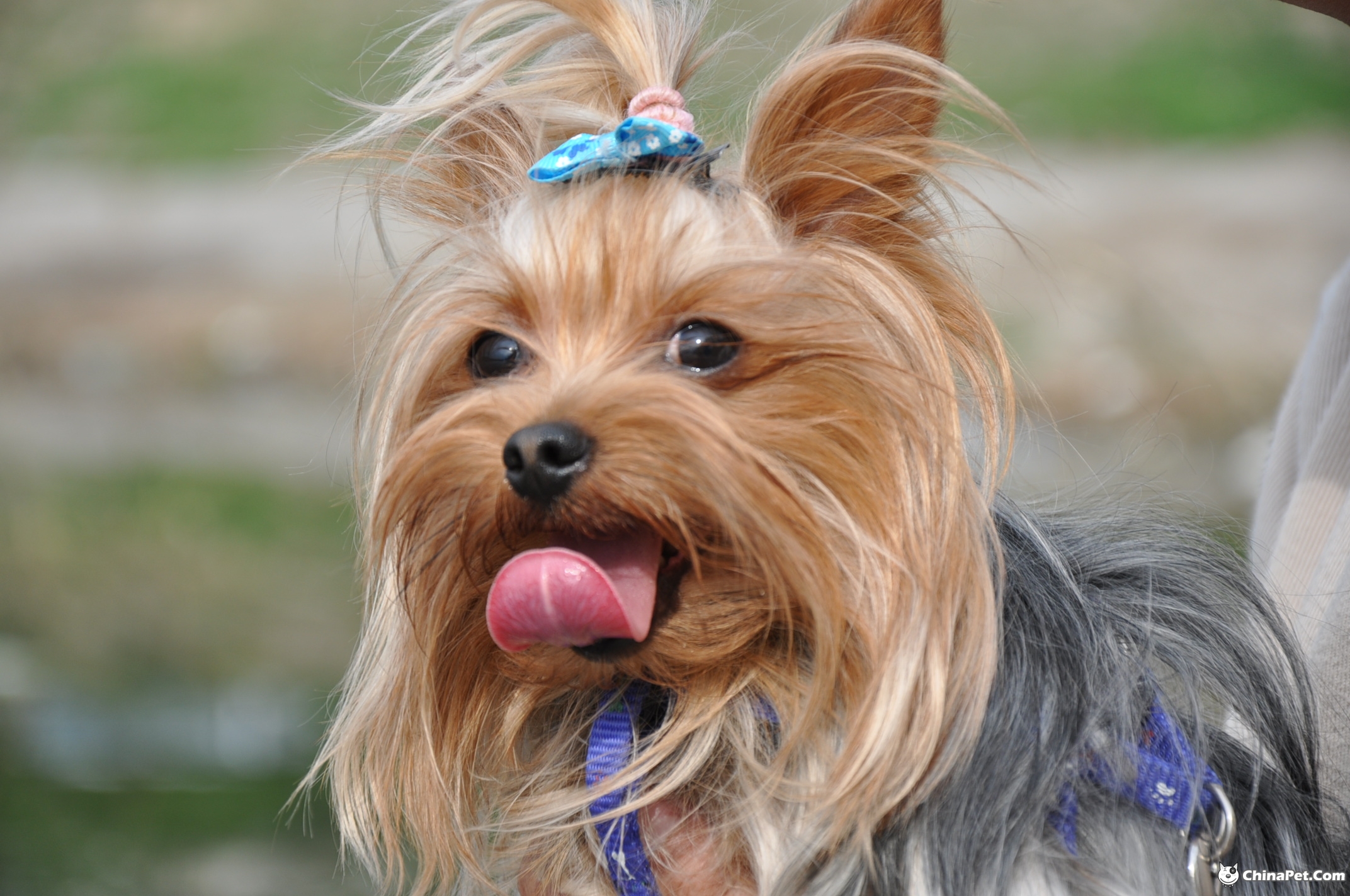  p>约克夏梗犬(yorkshireterrier)因产于英国东北部约克郡而得名,故又