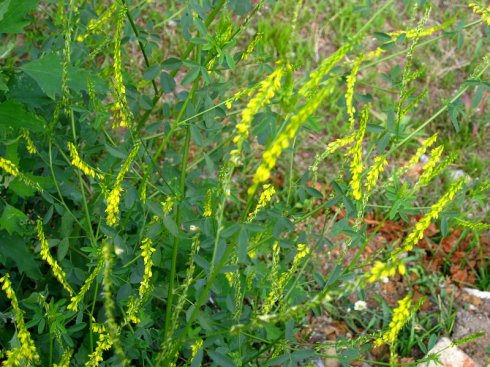  p>黄零陵香,中药名.