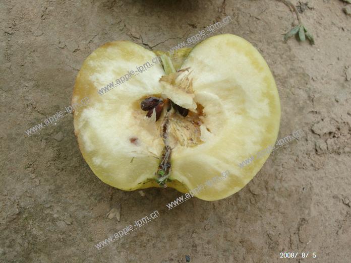  p>苹果水心病又称糖化病,蜜果病.