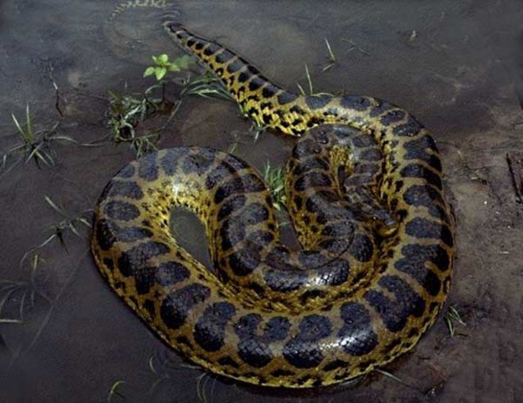  p data-id="gnx35rkulc">水蚺,亦称水蟒,森蚺(anacondas),是 a