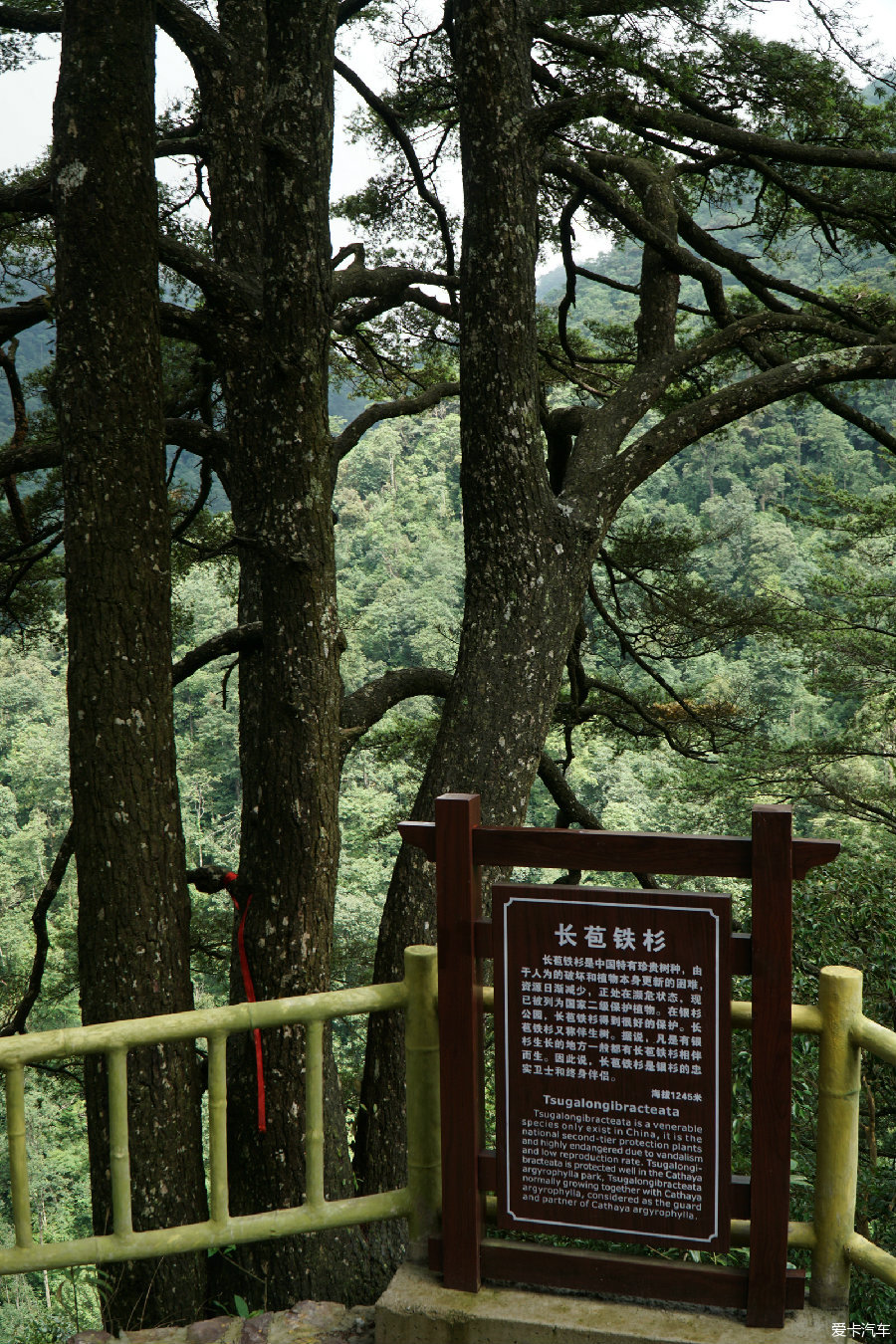 金秀银杉公园
