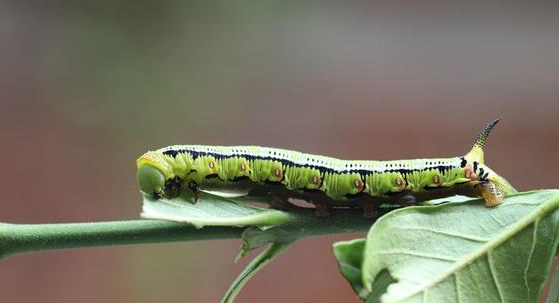 毛毛虫不仅仅可以化蝶还可以化蛾 百科ta说