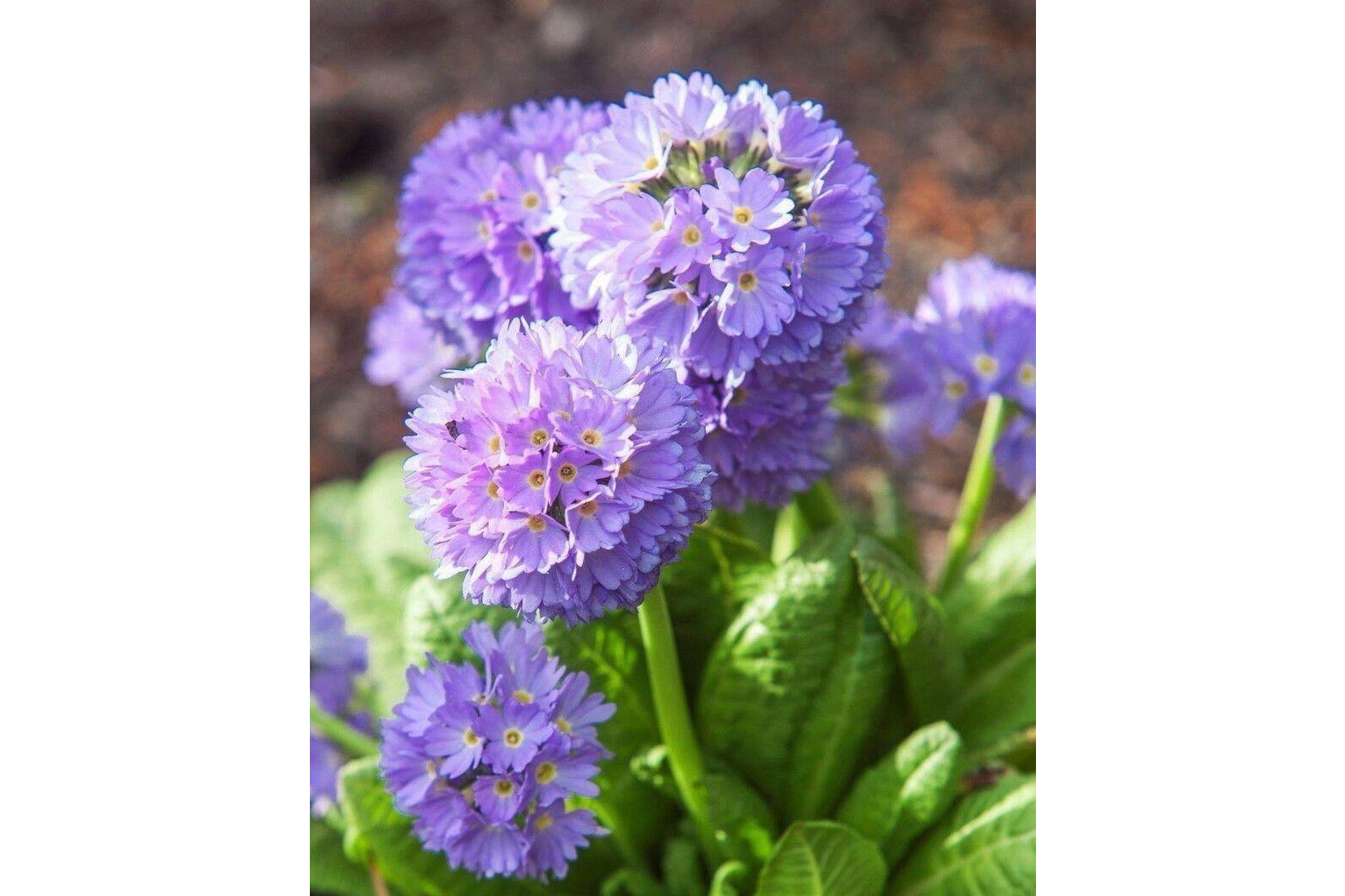 球花报春(原亚种)