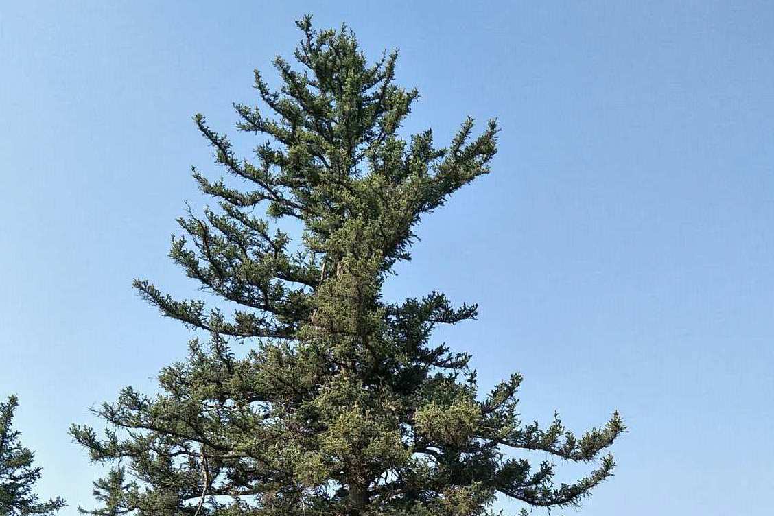 沙地云杉克什克腾群体33