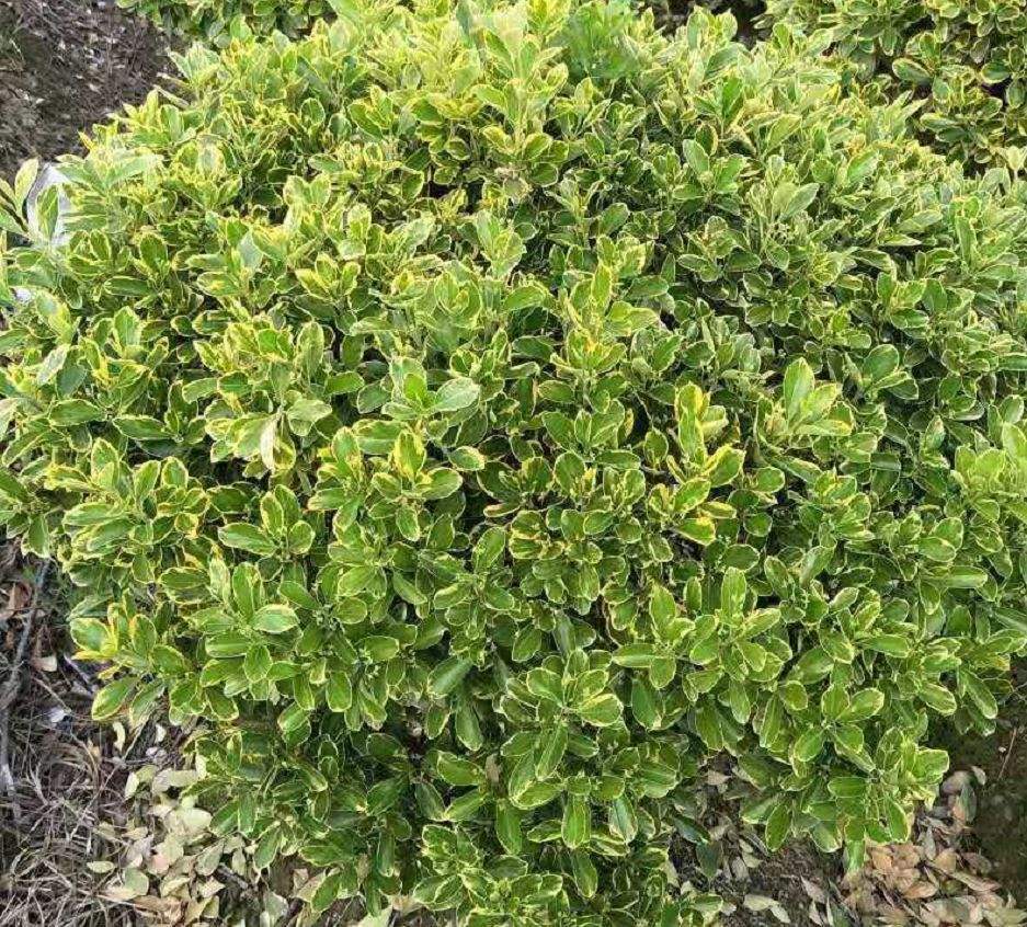 小丑火棘叶卵形,叶片有乳白色斑纹,冬季叶片粉红色;花白色;红色的小