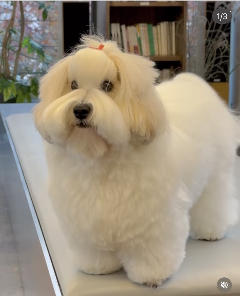 图莱亚尔绒毛犬