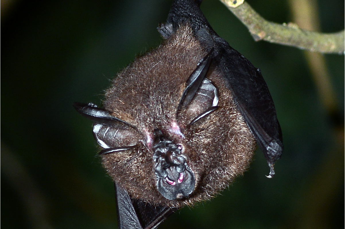 大耳菊头蝠四川亚种