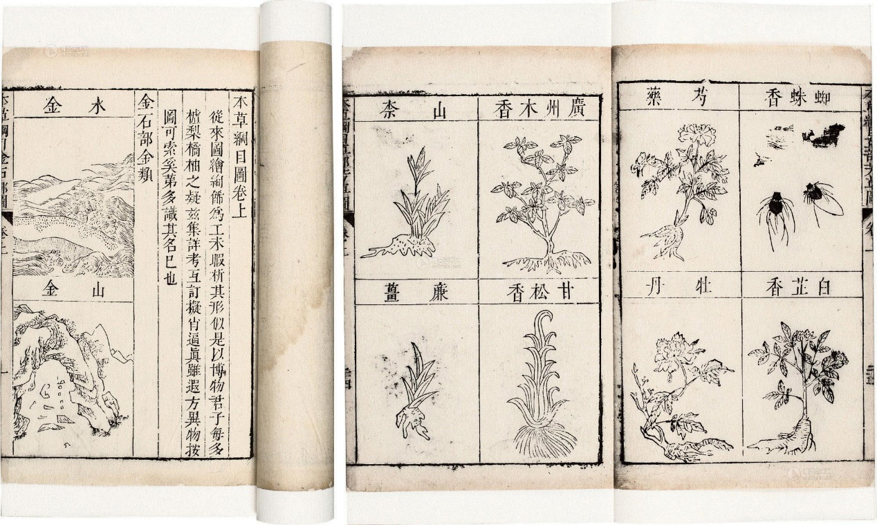 东北茶藨子：山中珍物可赞叹_百科TA说