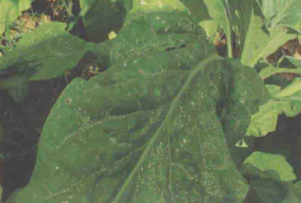 烟草蚀纹病毒病