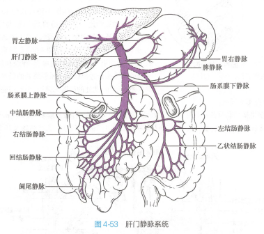 肝门静脉_百度百科