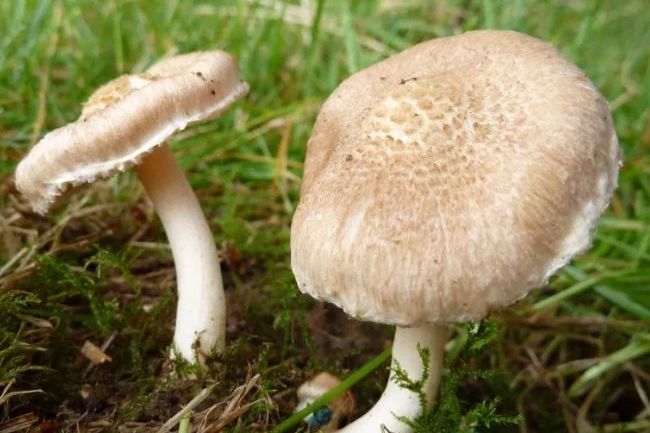 肉褐环柄菇