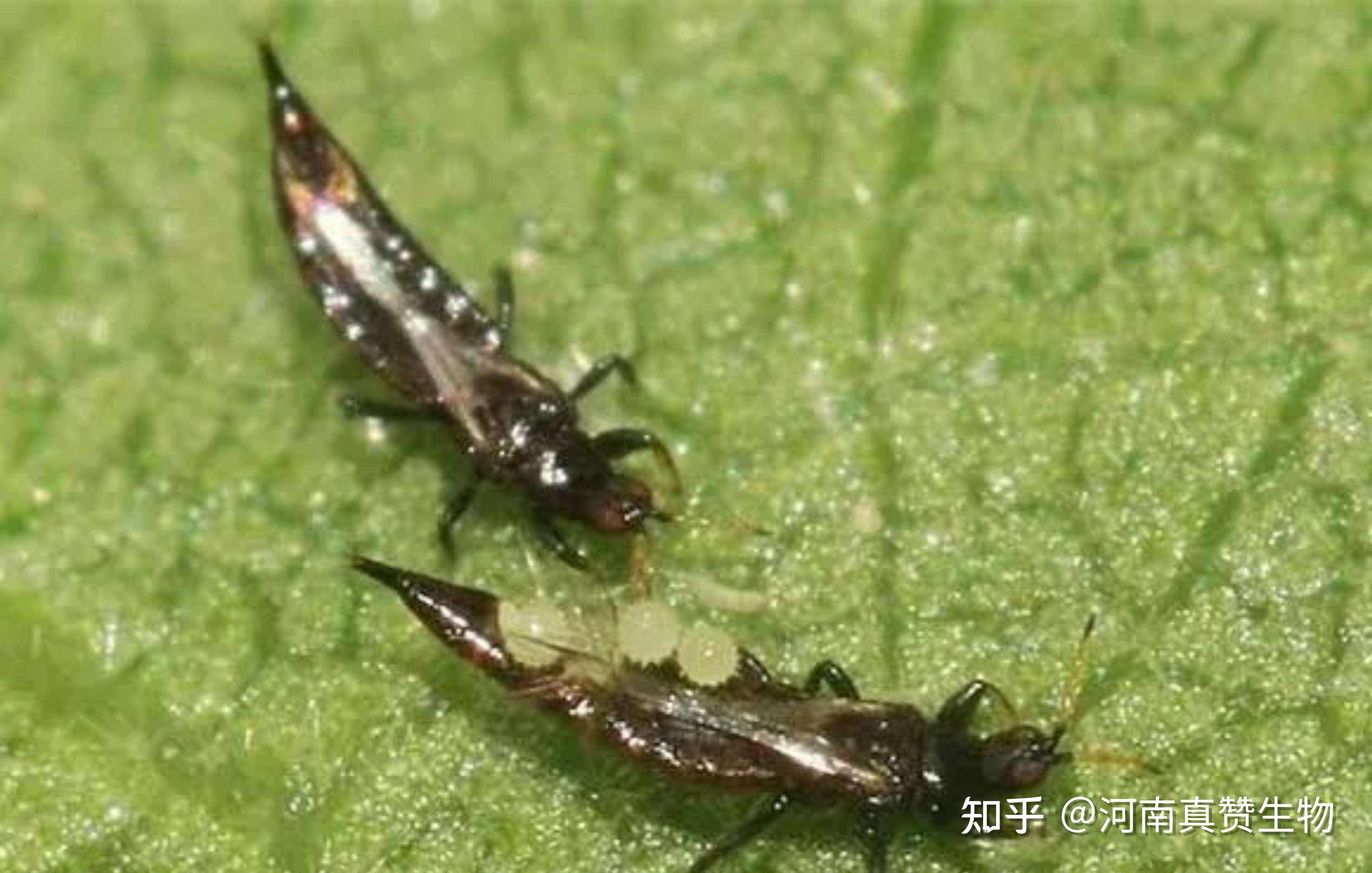 棉花棉田烟蓟马