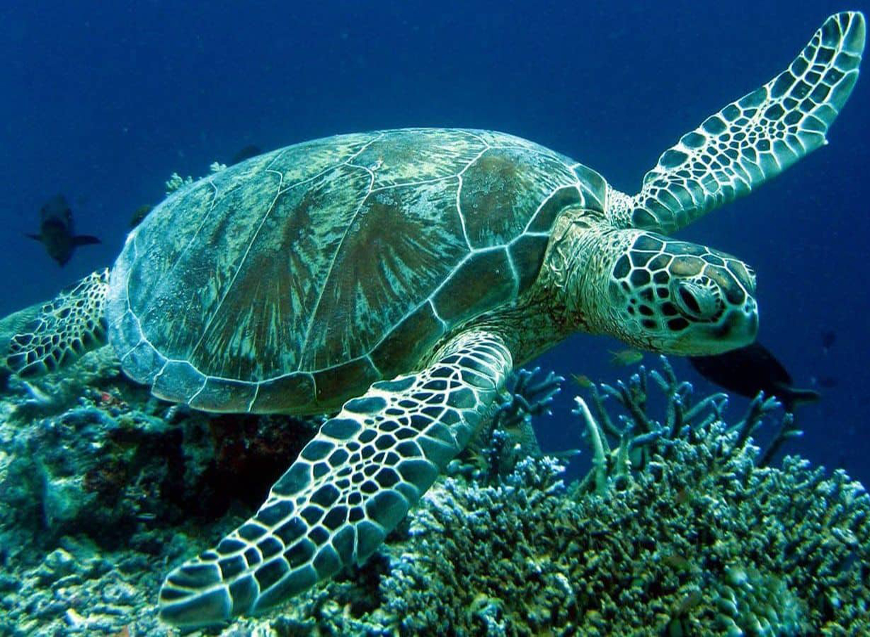 红海龟