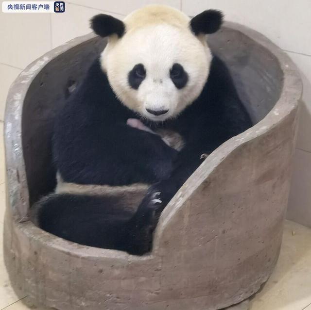 大熊猫平平