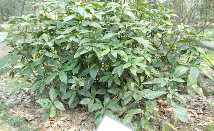 青木（丝缨花科桃叶珊瑚属植物）_百度百科