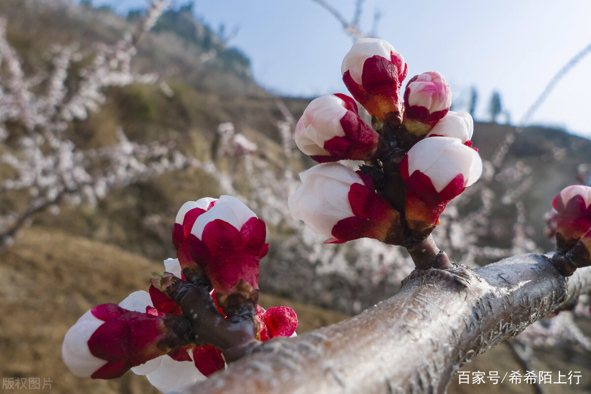 叶绍翁“一枝红杏出墙来”，红杏本是正经花，为何会有“出墙”意_百科TA说