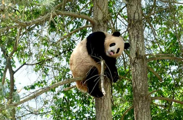  p data-id="tchdzbunl8ik">和兴,雄性大熊猫,谱系号875,2013年7月23