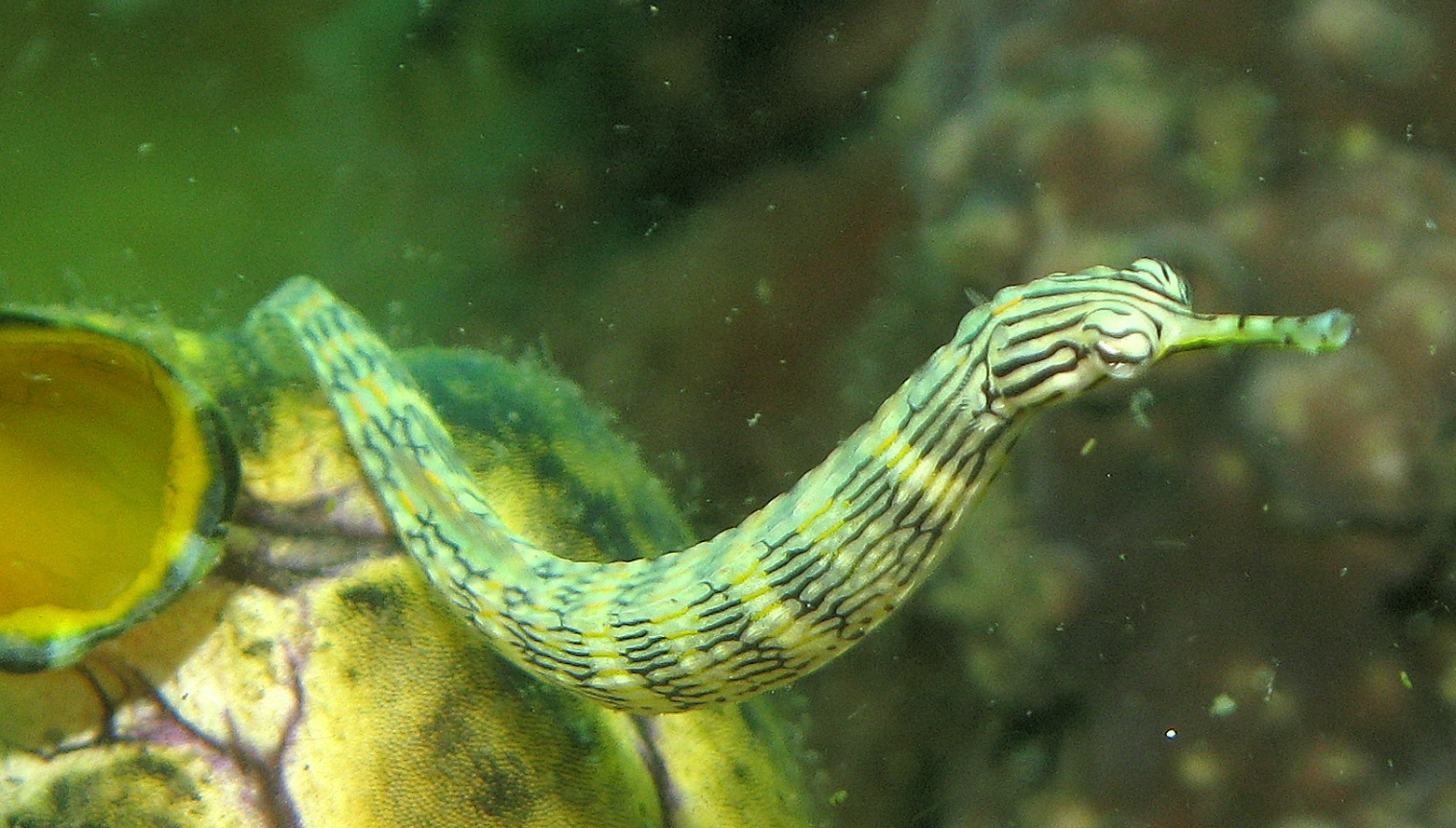 红鳍冠海龙