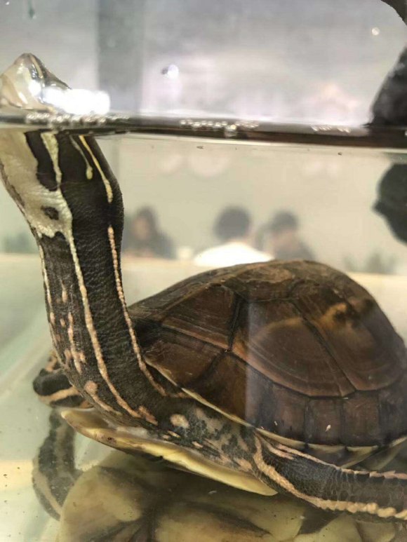  p>云南闭壳龟(学名: i>cuora yunnanensis /i>)是龟科,闭壳龟属爬行