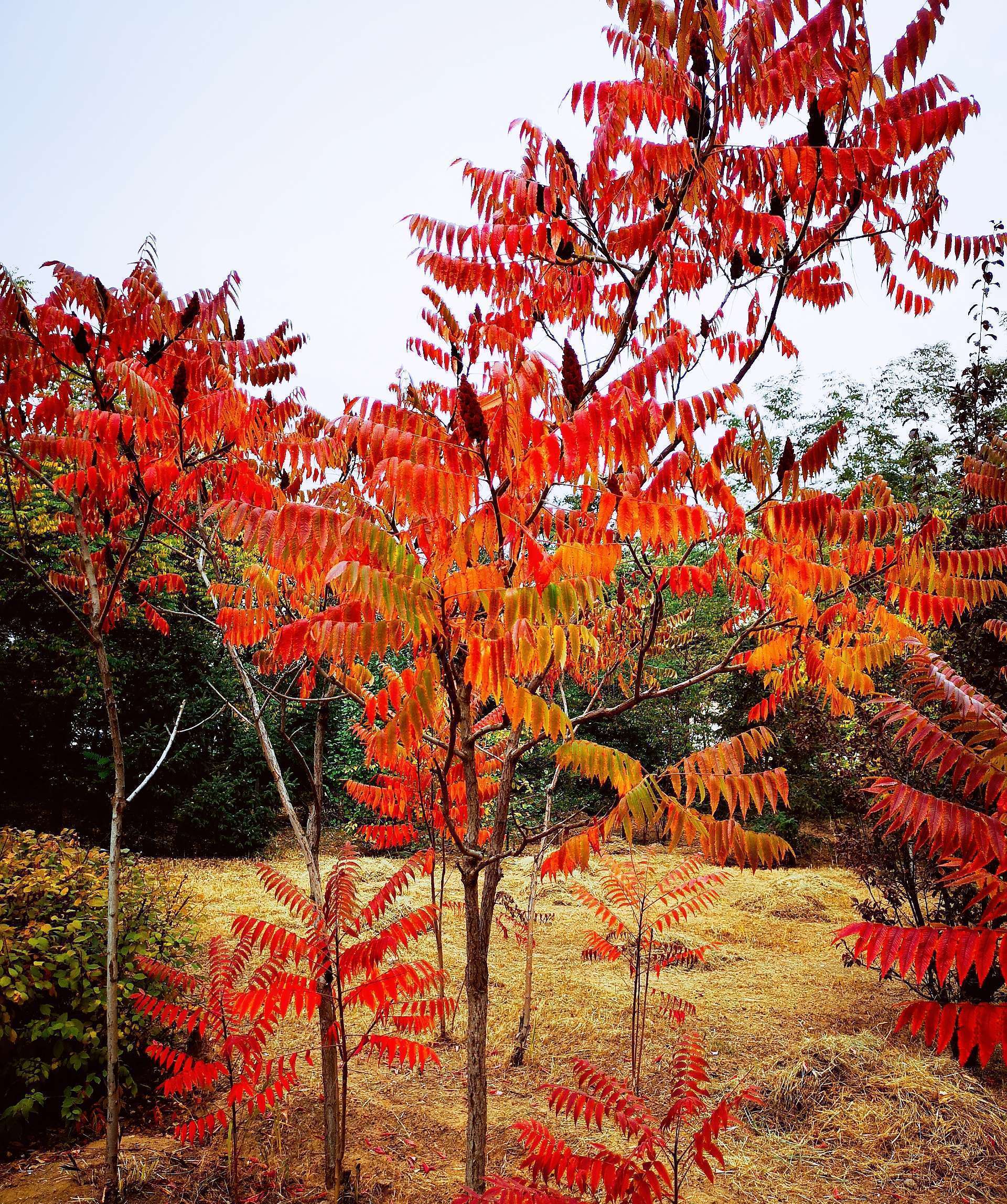 是漆树科盐麸木属落叶灌木或小乔木;株高,树形不整齐;小枝粗壮,红
