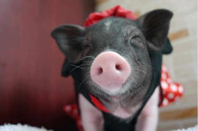 另类宠物七里香 迷你小香猪 百科ta说