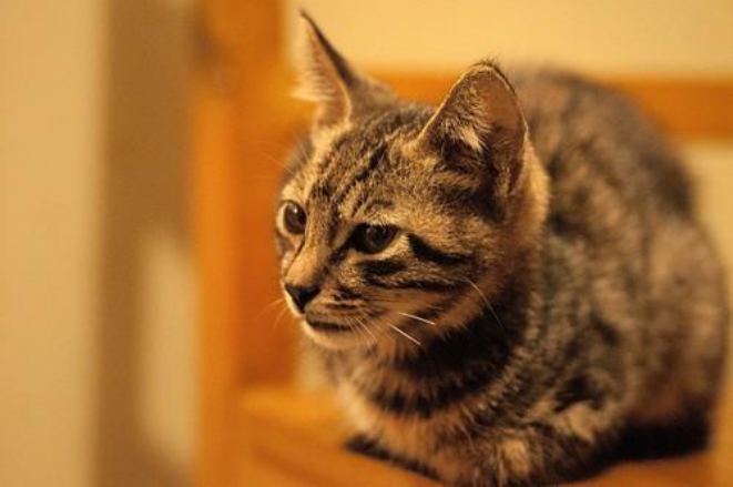 一点都不土的土猫在国内外的文化区别_百科TA说