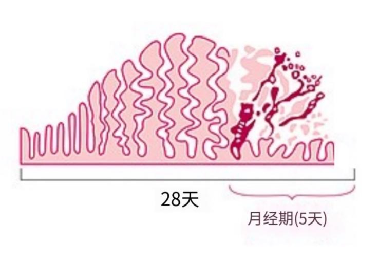 子宫内膜周期性脱落及出血,规律月经的出现是生殖功能成熟的重要标志