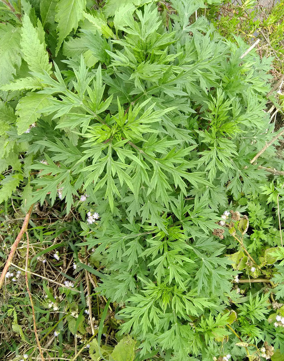 artemisia gansuensis