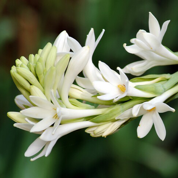  p>晚香玉(学名: i>polianthes tuberosa /i> l.