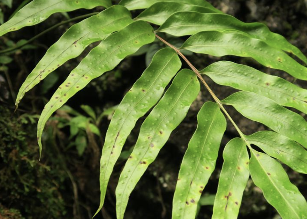 don) pic. serm)是石水龙骨科,瘤蕨属石上附生植物.