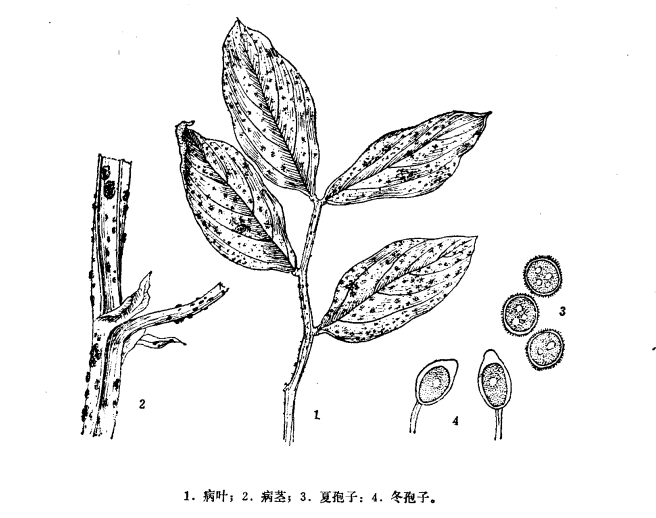 蚕豆锈病