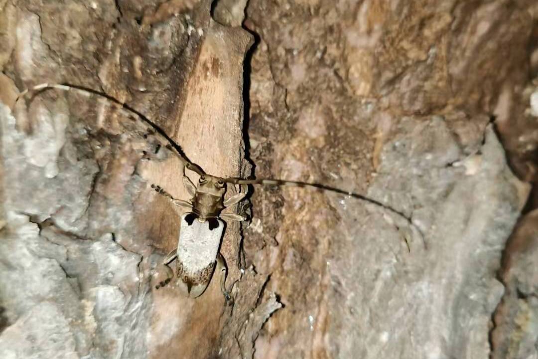 肩纹天鹅绒天牛